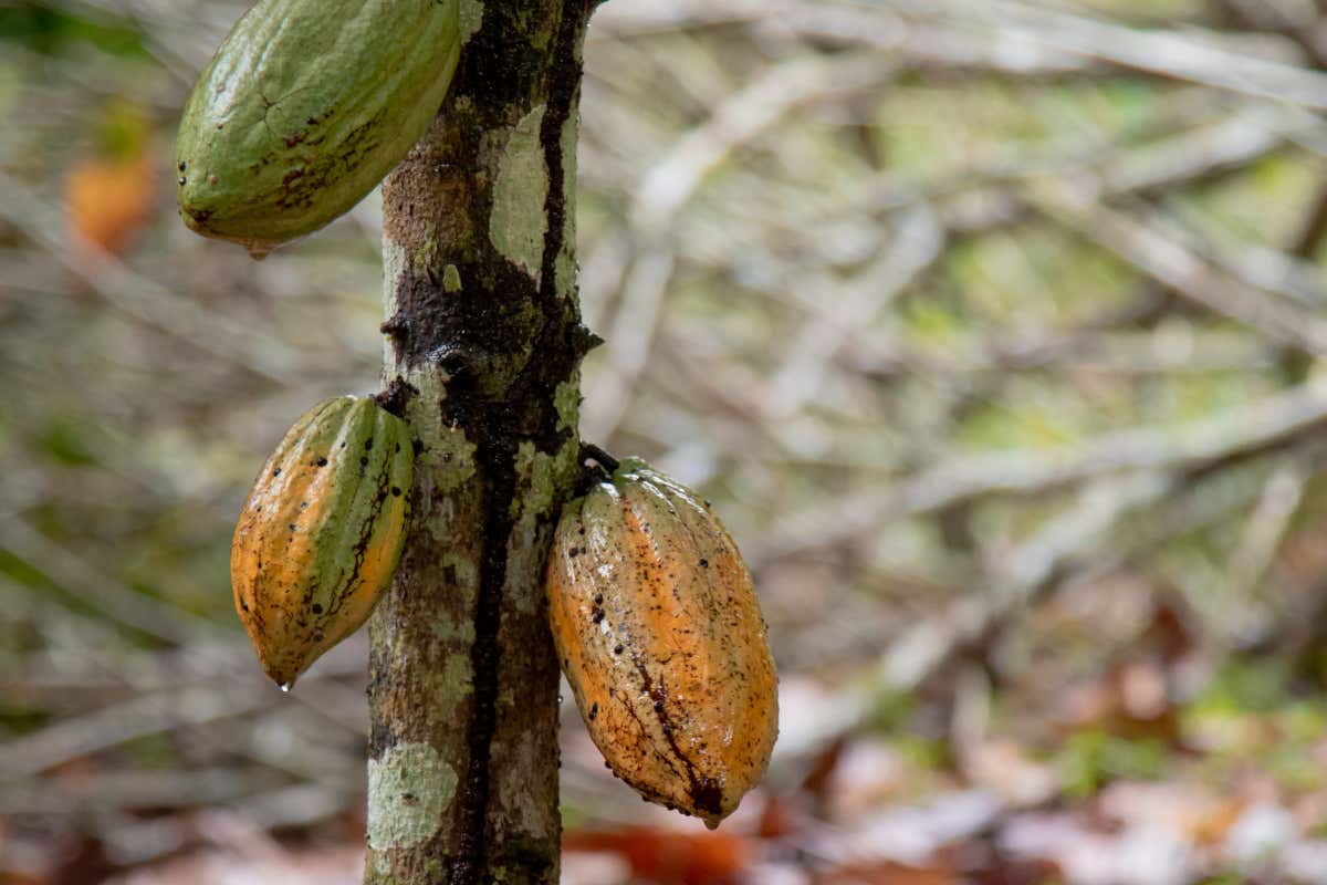 Il Gruppo Da Vittorio in Perù insieme a Comaschi lungo la “ruta del cacao”